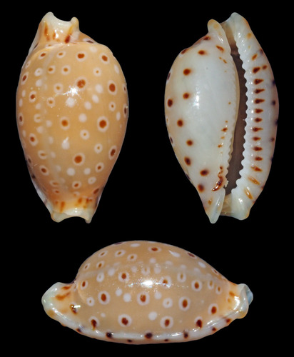 Cypraea beckii observed 2016-04-09