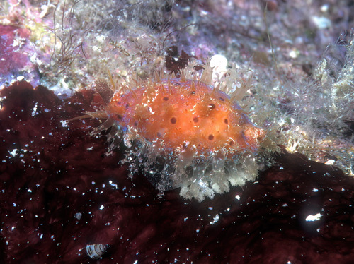 Cypraea beckii observed 2007-05-28