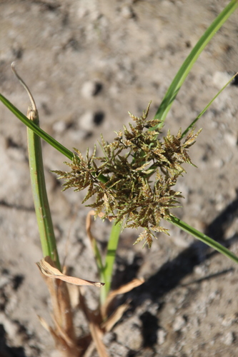 White-margined sedge (Cyperus macrostachyos)
