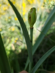 (c) Mehdi Chetibi, some rights reserved (CC BY) Fritillaria oranensis, photograph (c) Mehdi Chetibi, some rights reserved (CC BY)