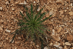 Ptilostemon casabonae