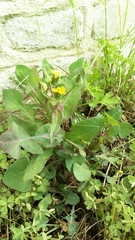 Sonchus oleraceus