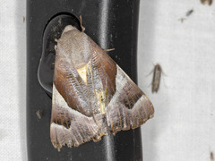 Niceteria macrocosma