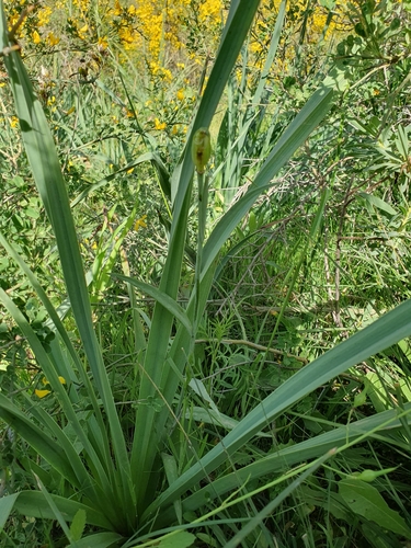 Fritillaria oranensis, photograph 6