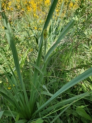 Fritillaria oranensis, photograph (c) Mehdi Chetibi, some rights reserved (CC BY)