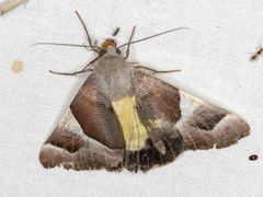 Niceteria macrocosma
