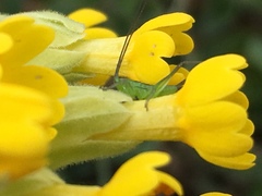 Anisoptera