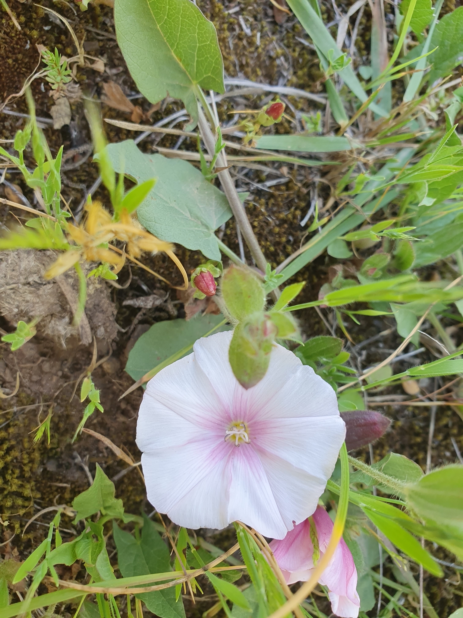 Durando's Bindweed (Convolvulus durandoi)