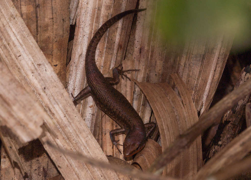 Northern Red-throated Rainbow Skink