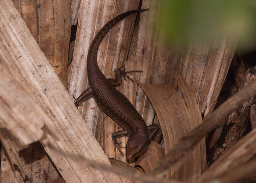 Northern Red-throated Rainbow Skink