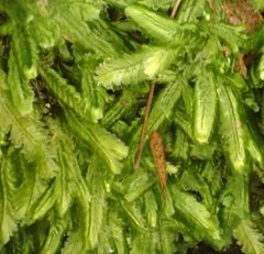 Catagonium nitens nitens