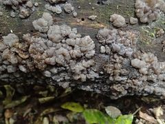 Exidia novozealandica
