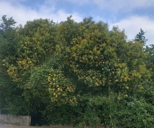 Image of Acacia provincialis by (c) Elizabete Marchante, some rights reserved (CC BY)