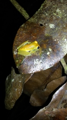 Boophis viridis