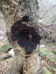 Inonotus obliquus sterilis