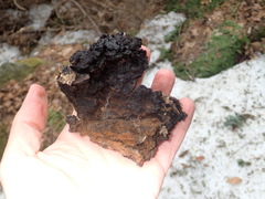 Inonotus obliquus sterilis