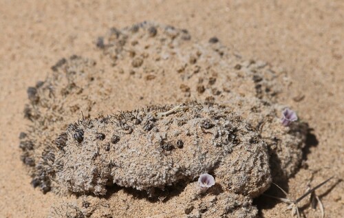 Image of Pholisma sonorae by (c) nmoorhatch, some rights reserved (CC BY)
