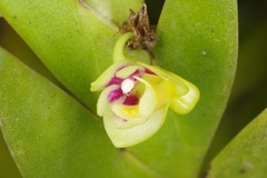 Dendrobium grande