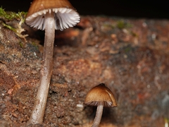 Mycena mulawaestris