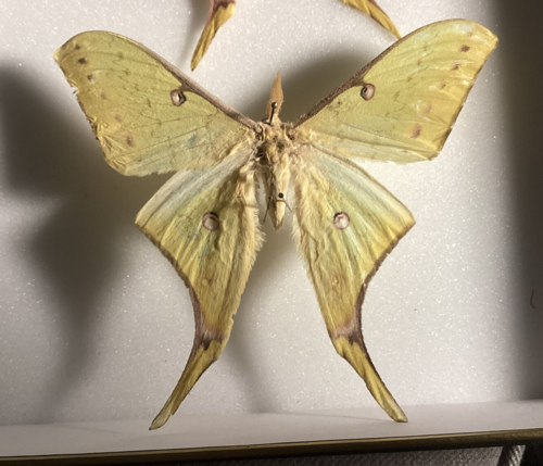 Actias angulocaudata