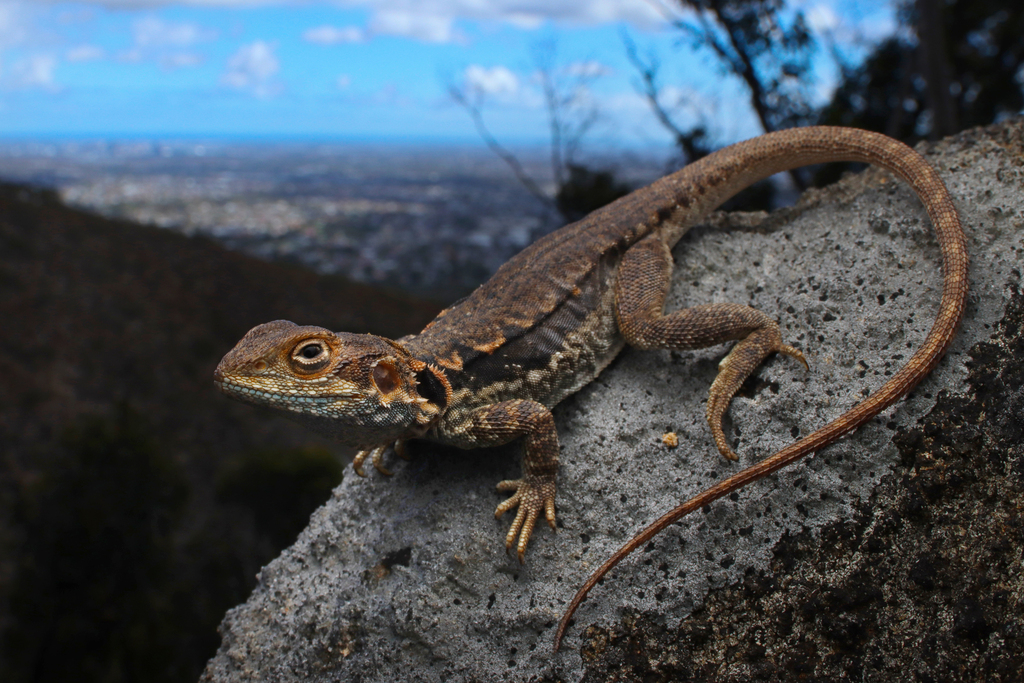 Tawny Dragon