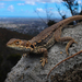 Tawny Rock Dragon - Photo (c) Connor Margetts, some rights reserved (CC BY), uploaded by Connor Margetts