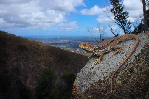 Tawny Crevice-dragon, Ctenophorus decresii