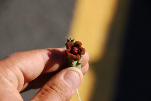 Huerniopsis decipiens N.E.Br. 2