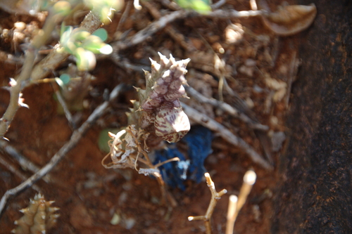 Huerniopsis decipiens N.E.Br.