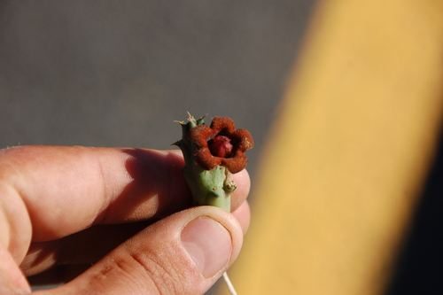 Huerniopsis decipiens N.E.Br. 3