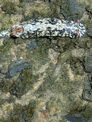 Hypselodoris saintvincentius