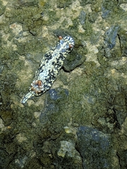 Hypselodoris saintvincentius
