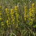 Coast Goldenrod - Photo (c) Andy Fyon, some rights reserved (CC BY-NC), uploaded by Andy Fyon