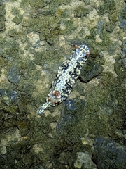Hypselodoris saintvincentius