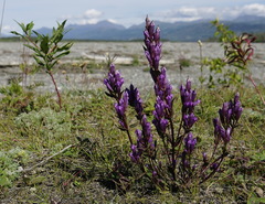 Gentianella propinqua propinqua