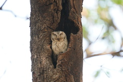 Otus bakkamoena