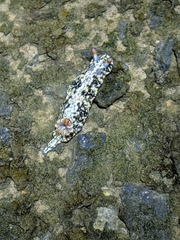 Hypselodoris saintvincentius