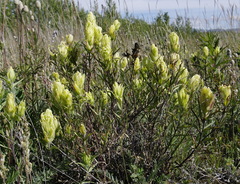 Castilleja pallida yukonis