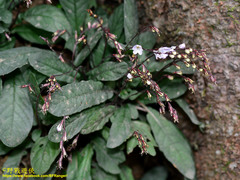 Staurogyne concinnula