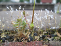 Erodium cicutarium