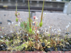 Draba verna