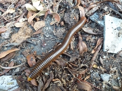 Thyropygus allevatus