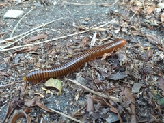 Thyropygus allevatus