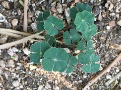 Marsilea macropoda