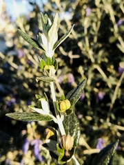 Teucrium fruticans