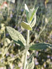 Teucrium fruticans