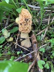 Morchella esculenta