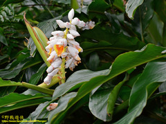 Alpinia uraiensis