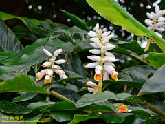 Alpinia uraiensis
