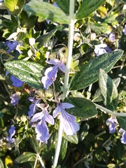 Teucrium fruticans
